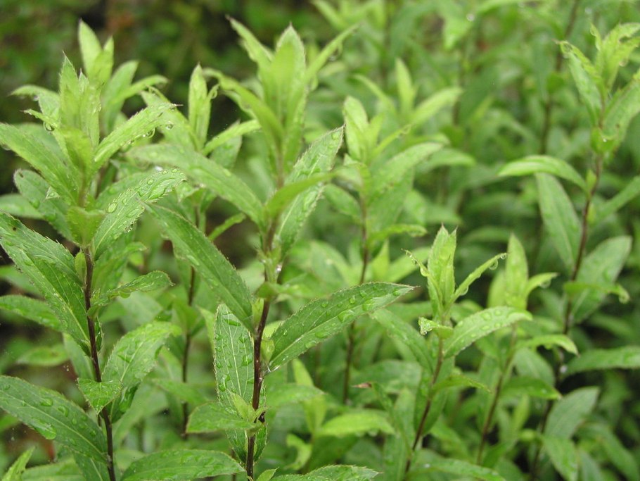 Атрактилодес большеголовый