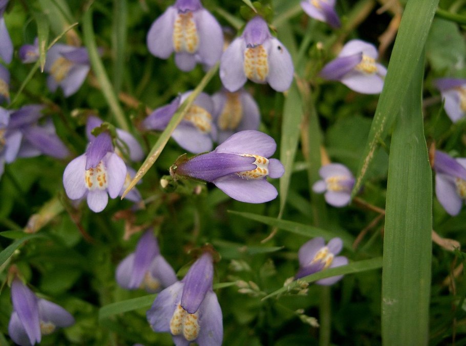 Губастик Mimulus ringens