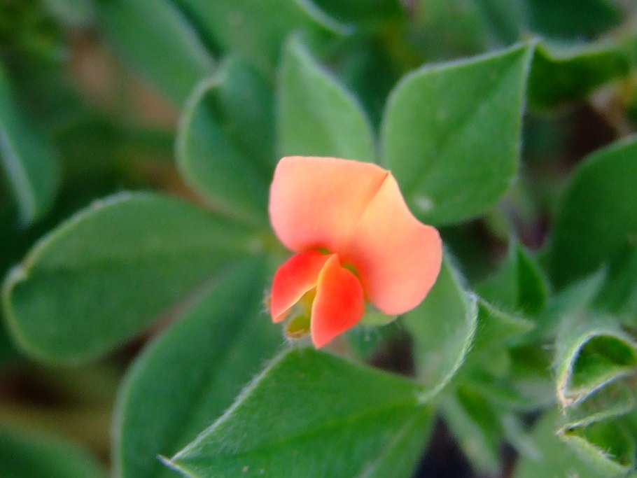 Длинные тонкие листья