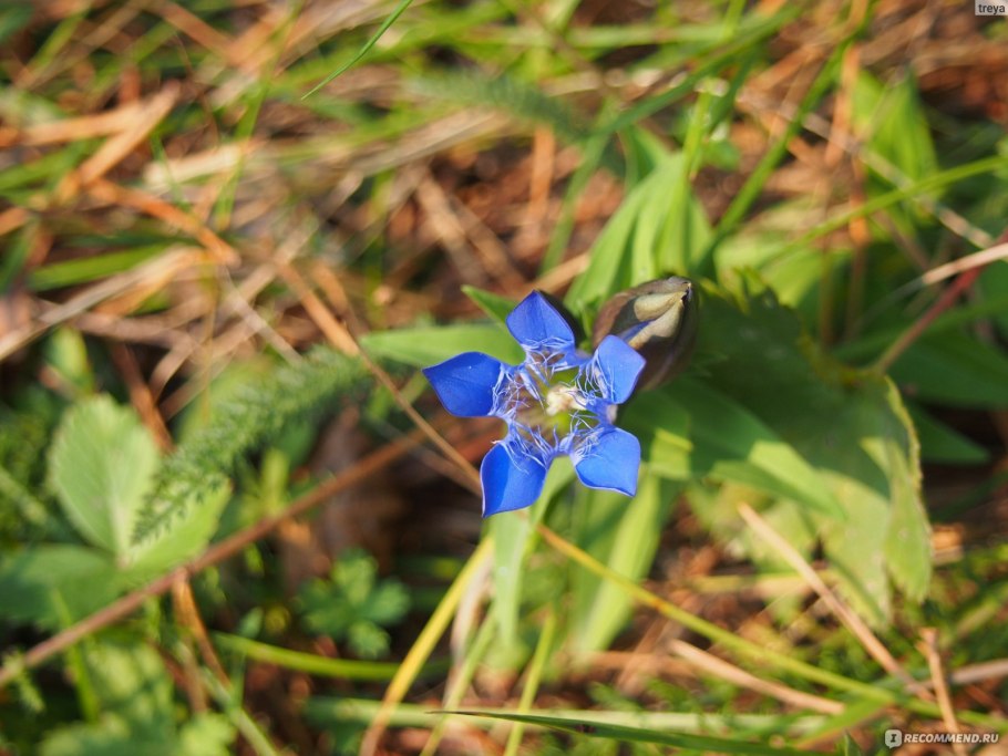Геноцид армян цветок Незабудка