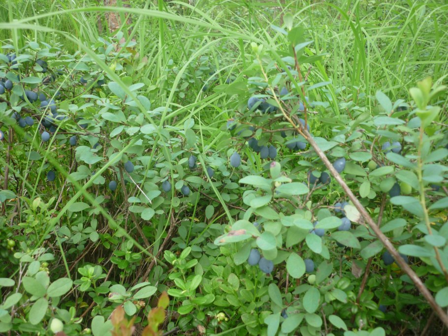 Гигрофила Арагвая аквариумное растение