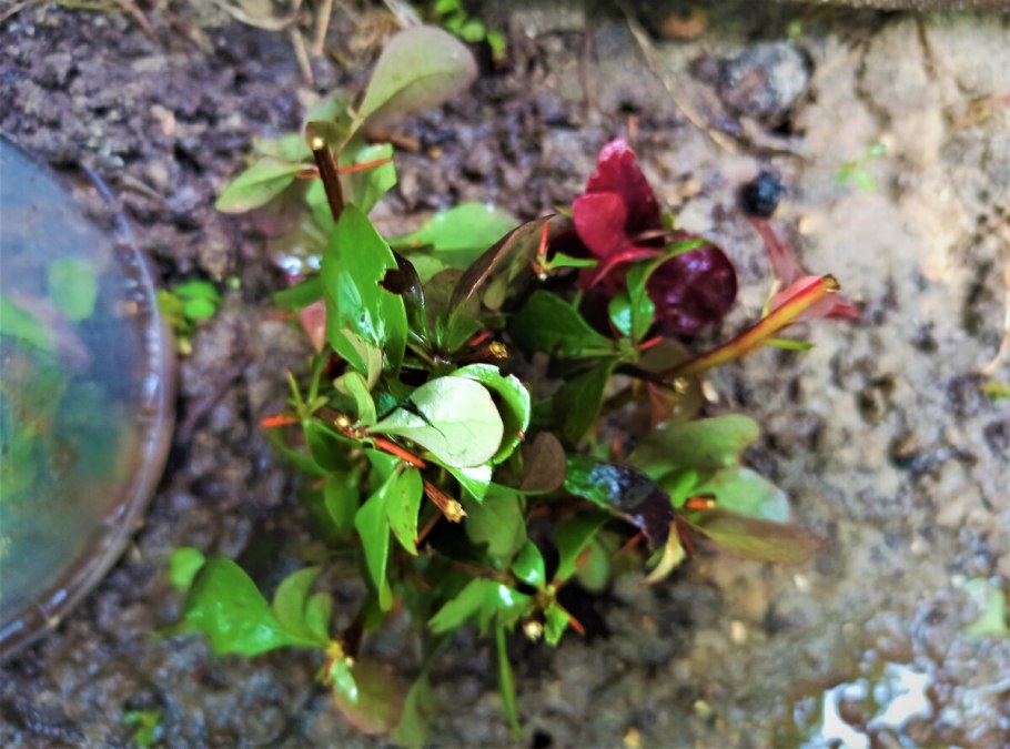 Нандиния растение