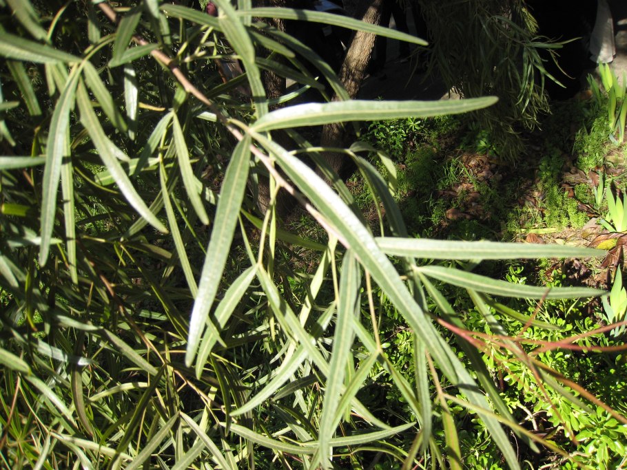 Цветок Мазус