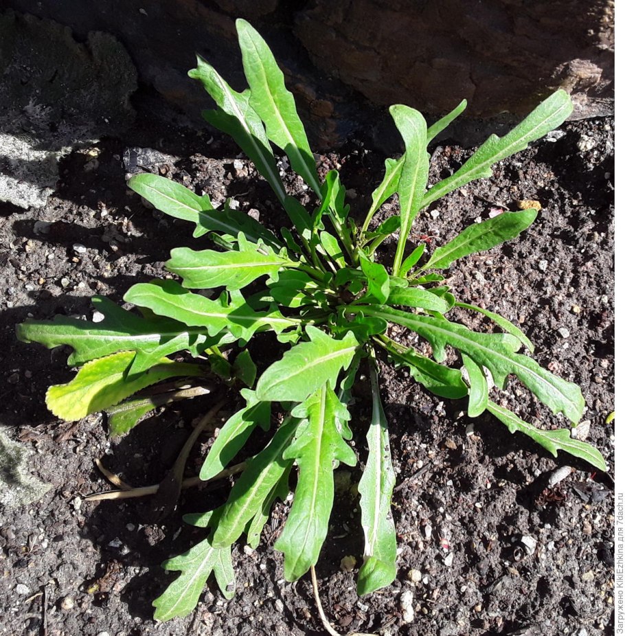 Olea europaea место лечебные