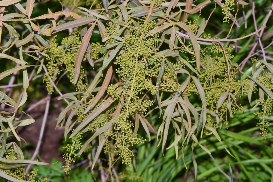 Атрактилис большеголовый