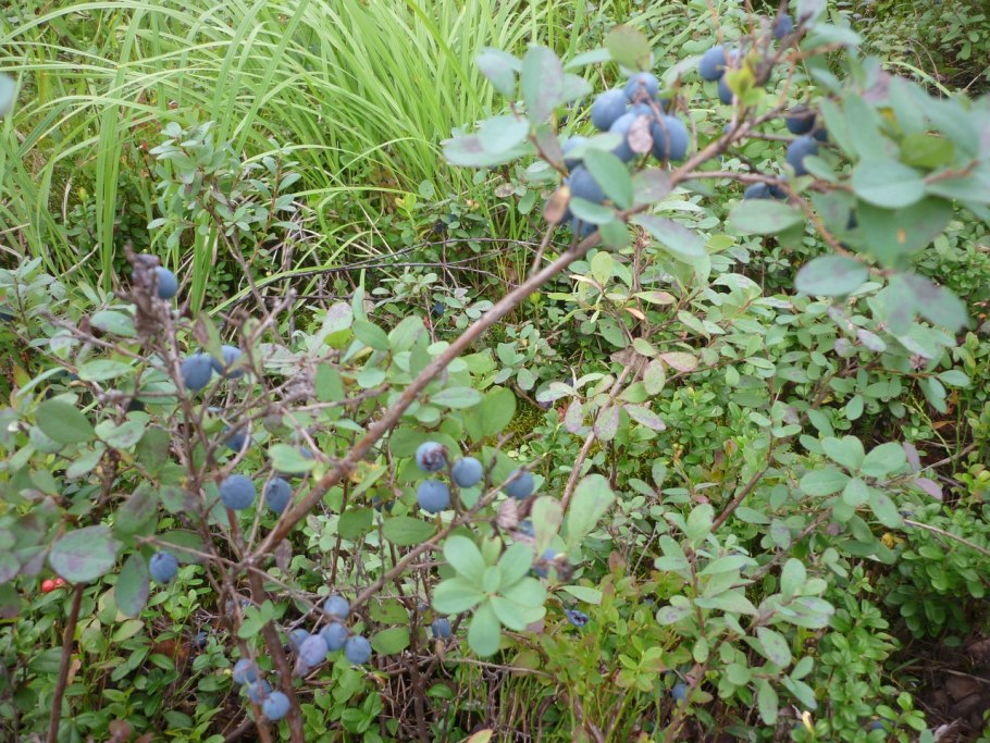 Памия растения