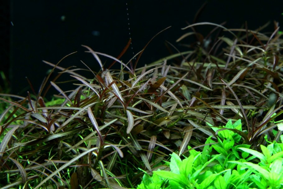 Ним что это за растение