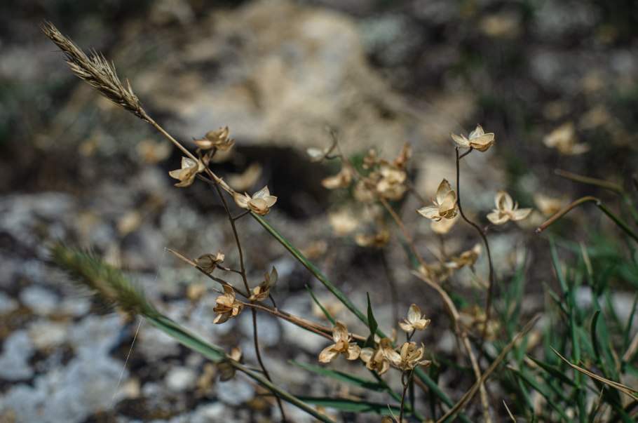 Ланцея тибетская