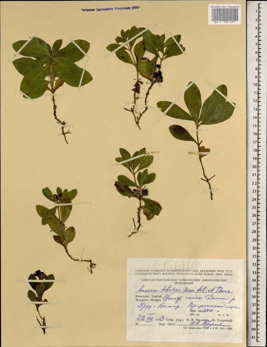 Абелия гидра