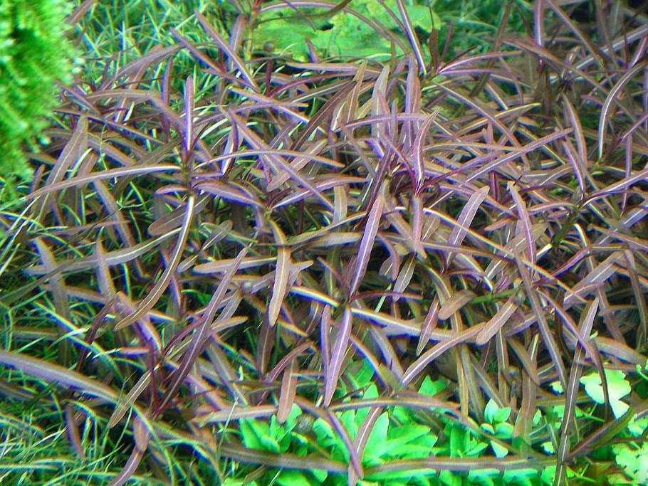 Lancea tibetica зона Морозостойкость