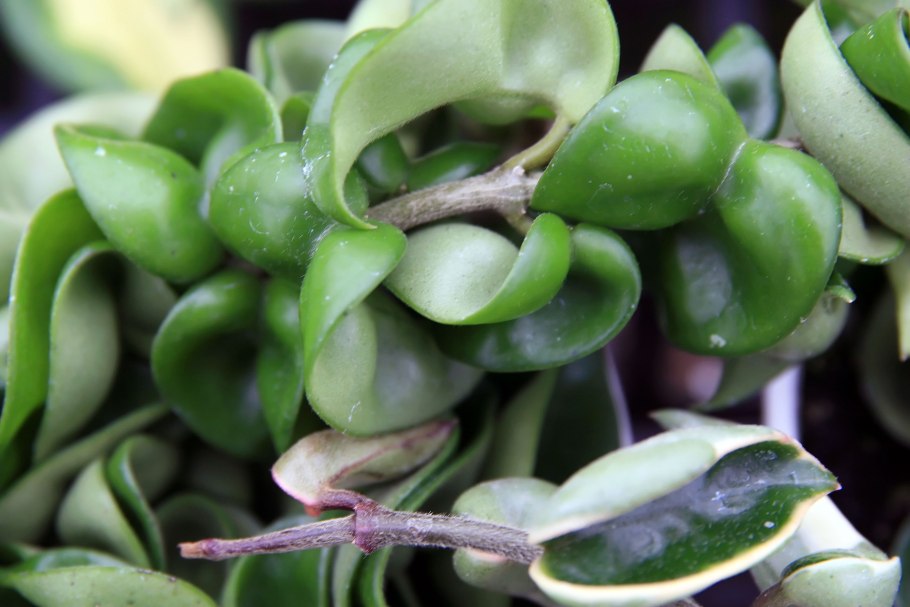 Хойя карноза кринкл