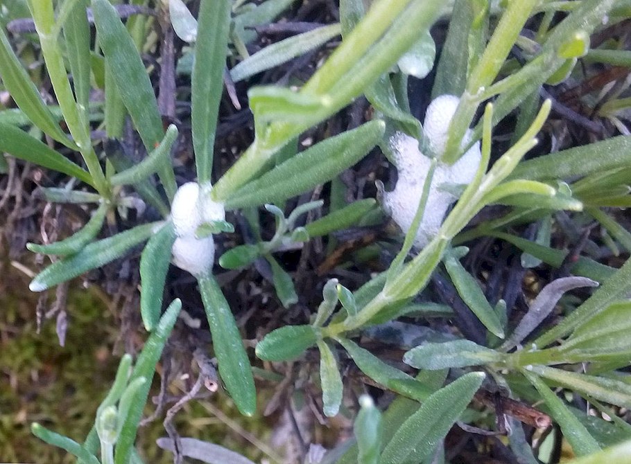 Горечавка крестовидная размножение