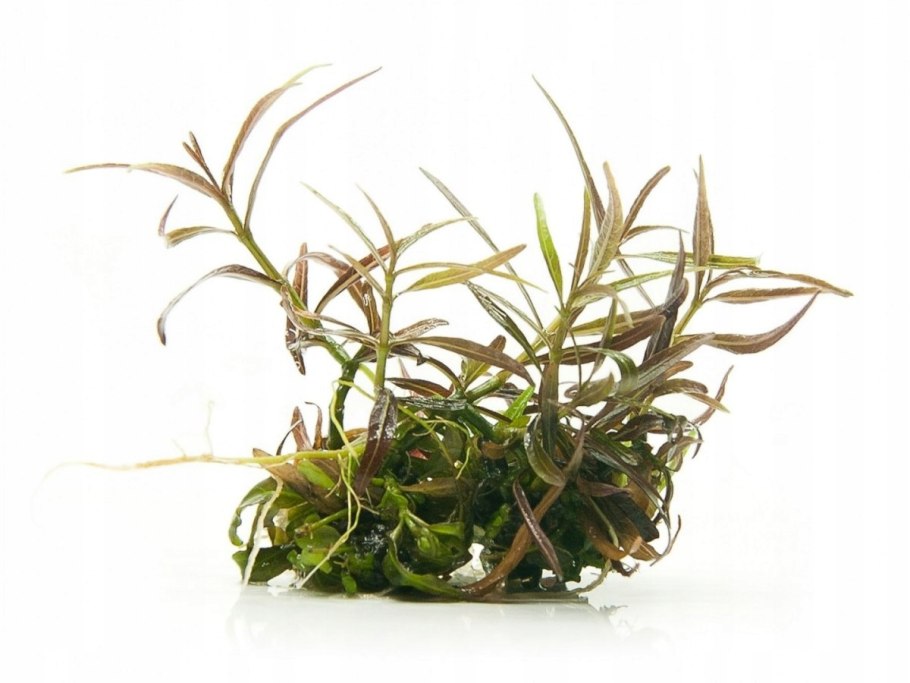 Погрызли листья голубики