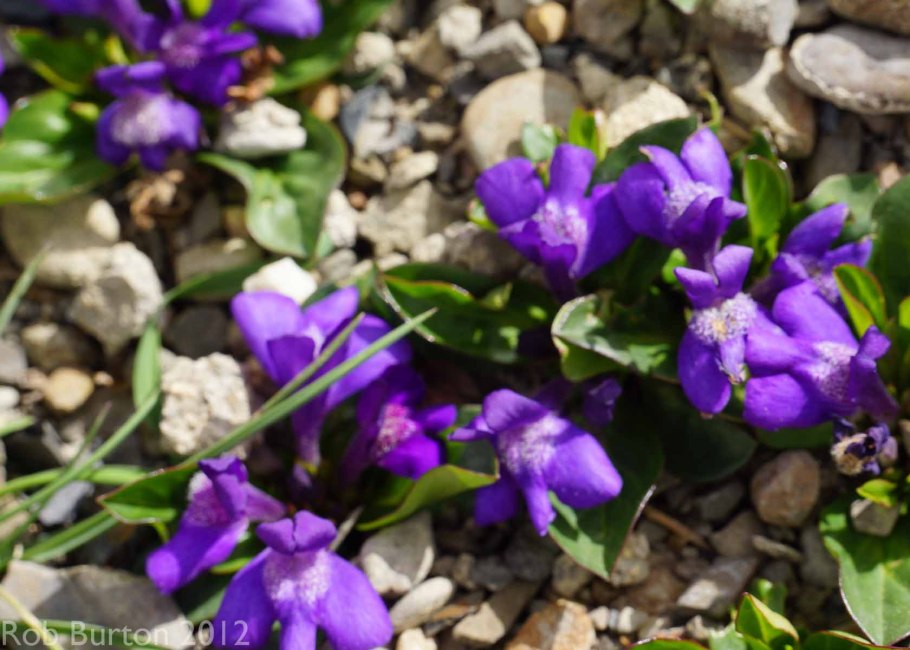 Ланцея тибетская зимостойкость