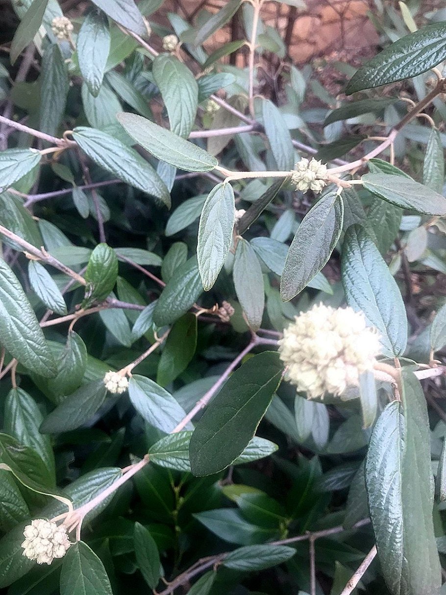 Красивое цветение синяя плодоношение