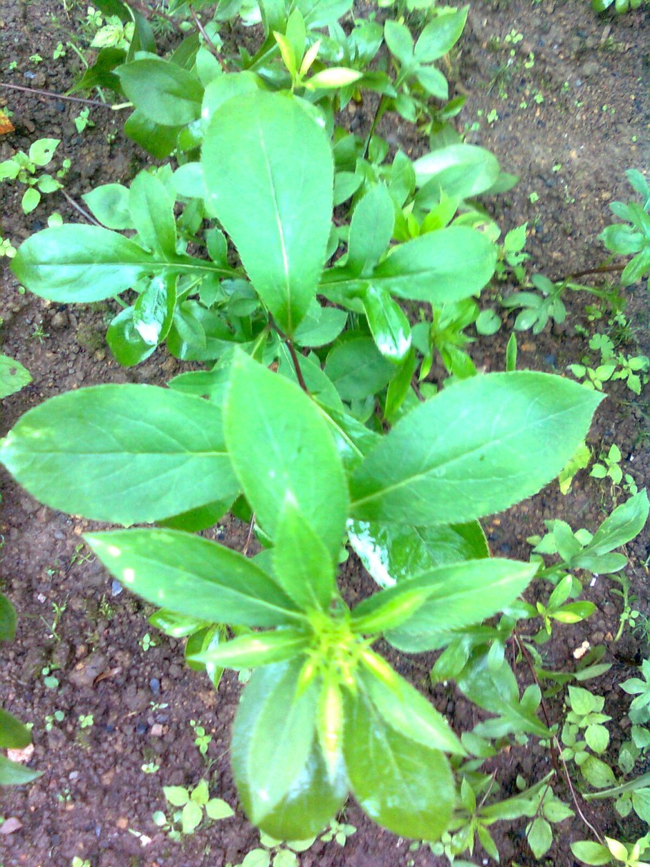 Мимулюс оранжевый