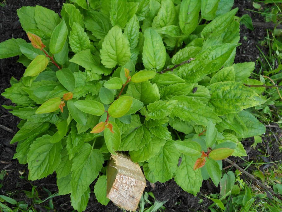 Атрактилодес яйцевидный