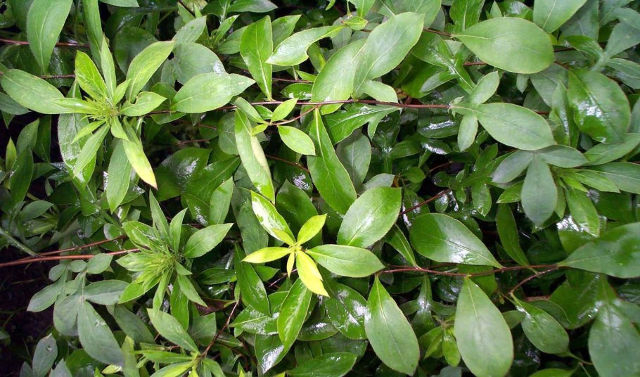 Как выглядит Каролина Джесамин растение