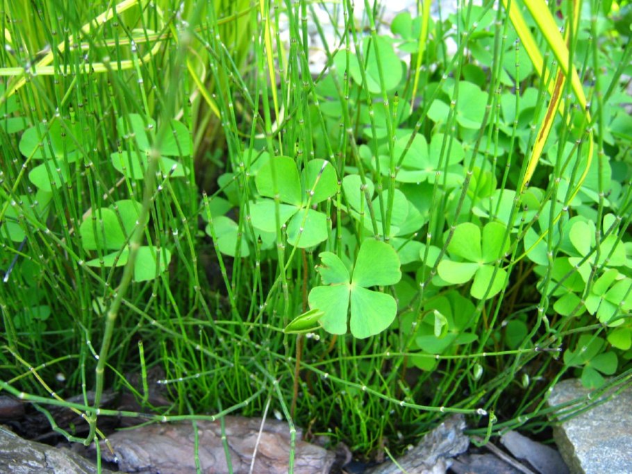 Марсилия щетинистая