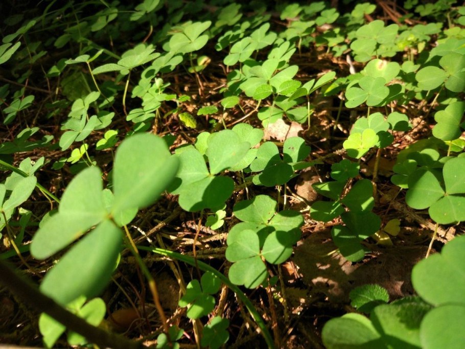 Марсилия Египетская