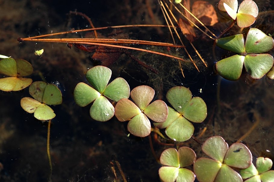 Спорангий марсилии