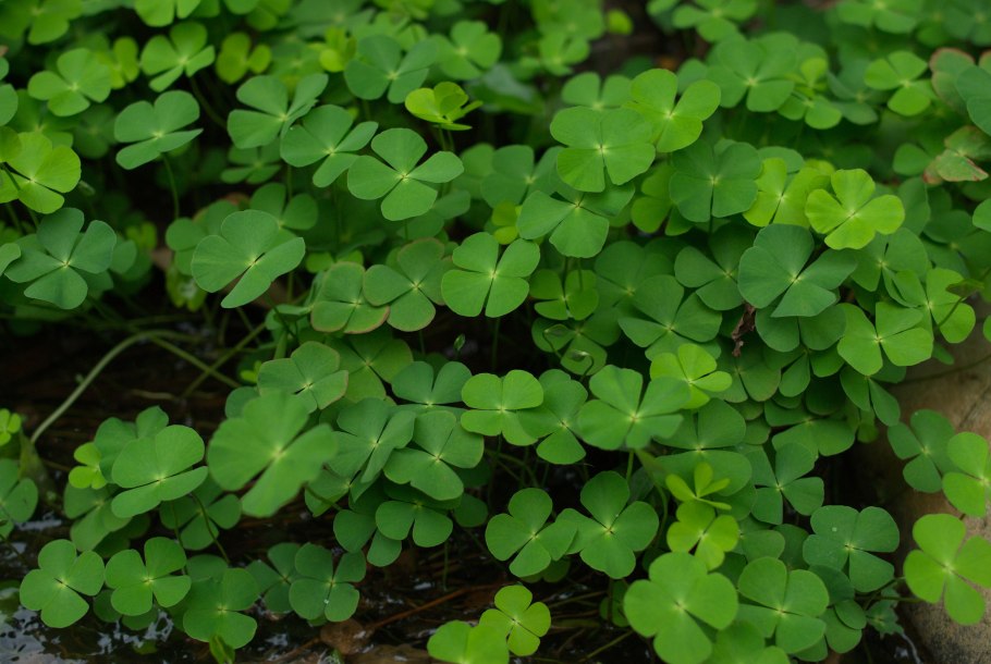 Марсилея Египетская — Marsilea aegyptiaca