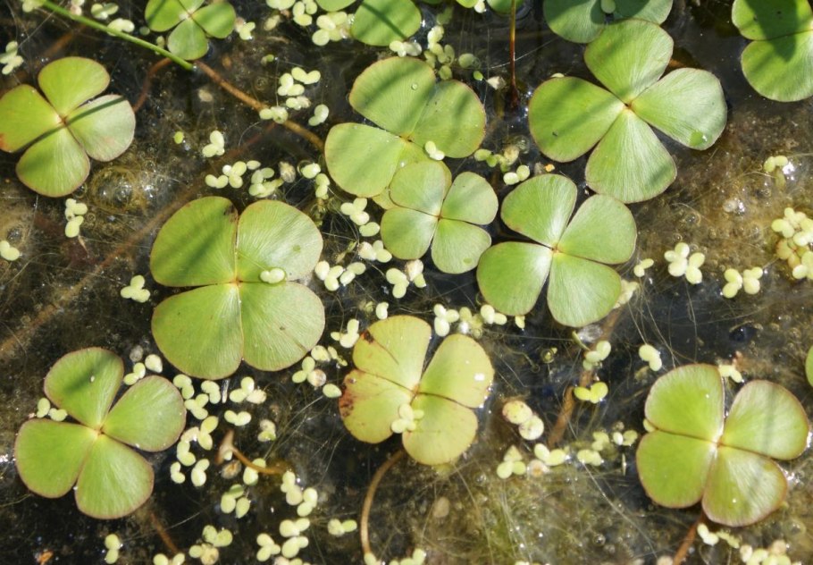 Marsilea hirsuta/ Марсилия хирсута
