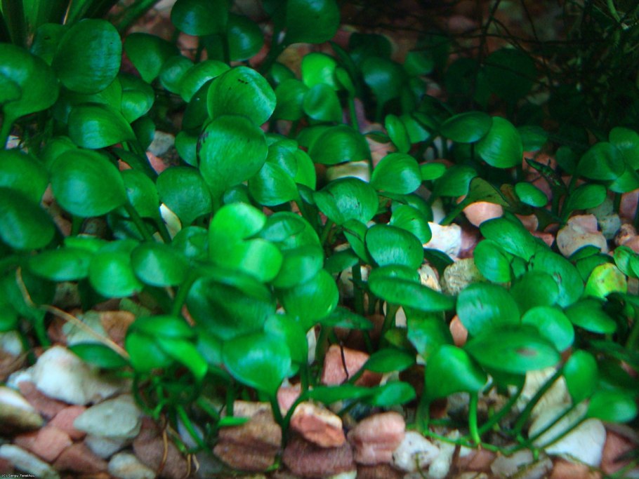 Папоротник Марсилия