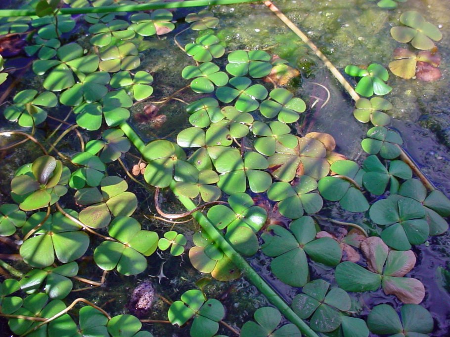 Марсилия крената