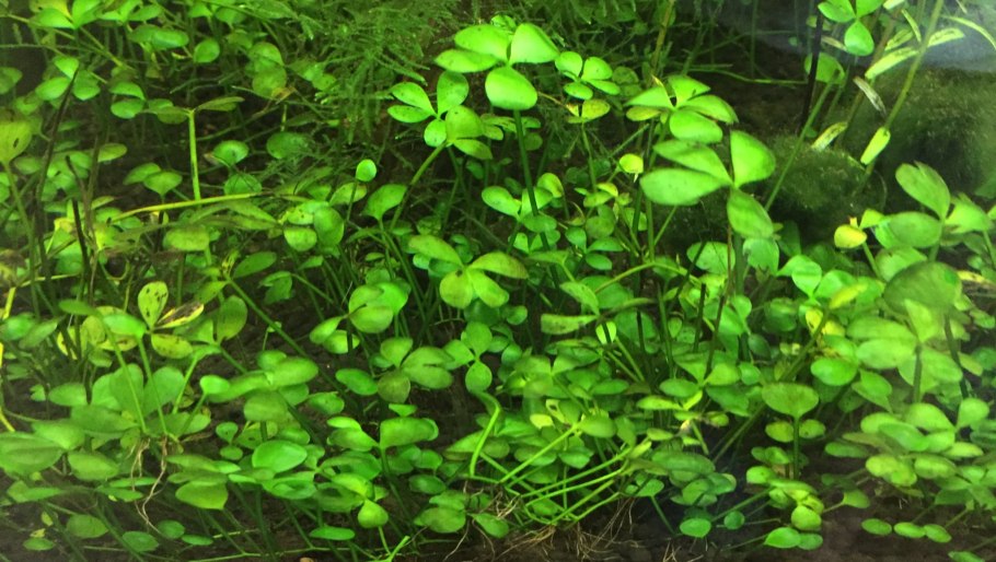 Марсилия аквариумное растение
