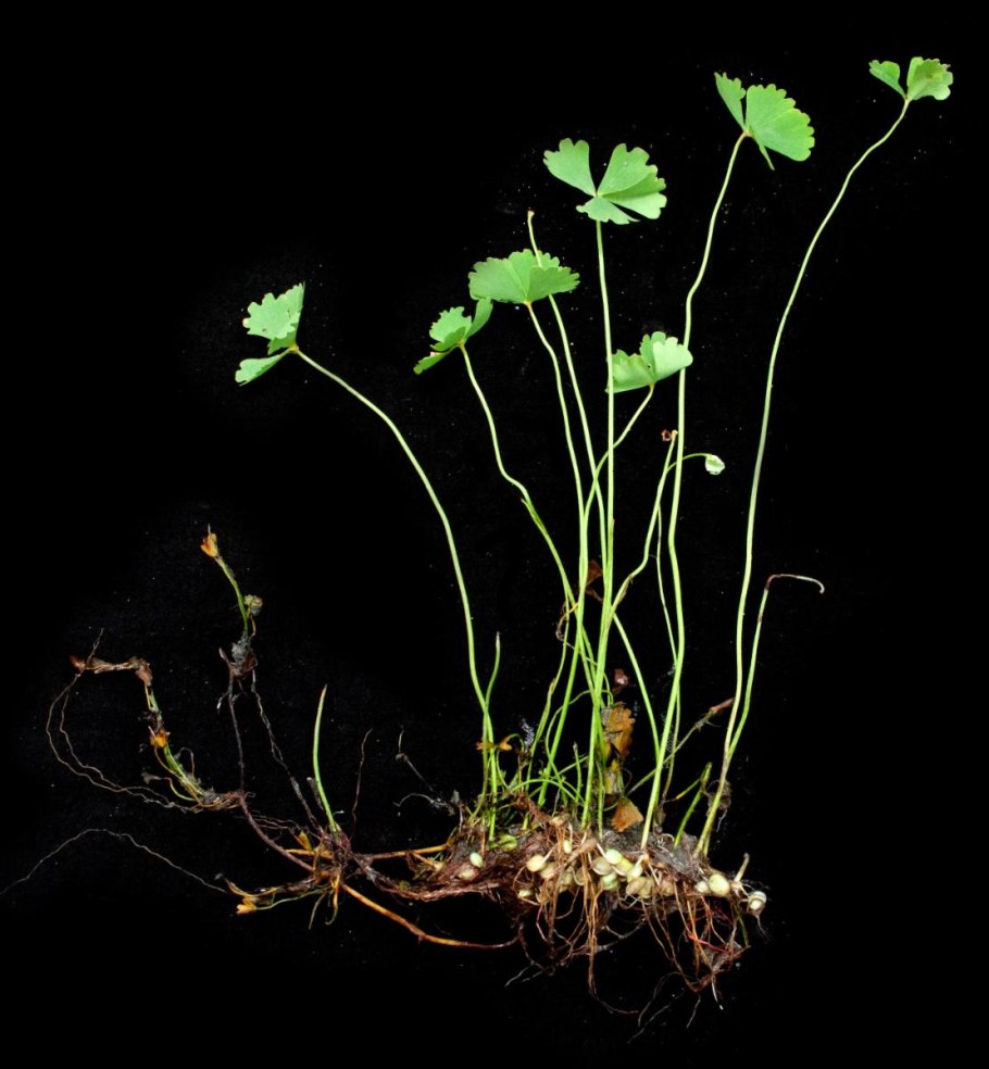 Марсилия крената