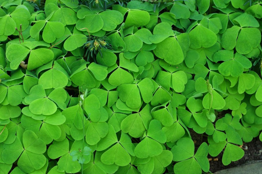 Кислица заячья капуста