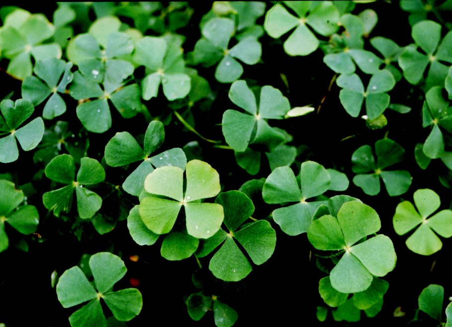 Марсилия городчатая