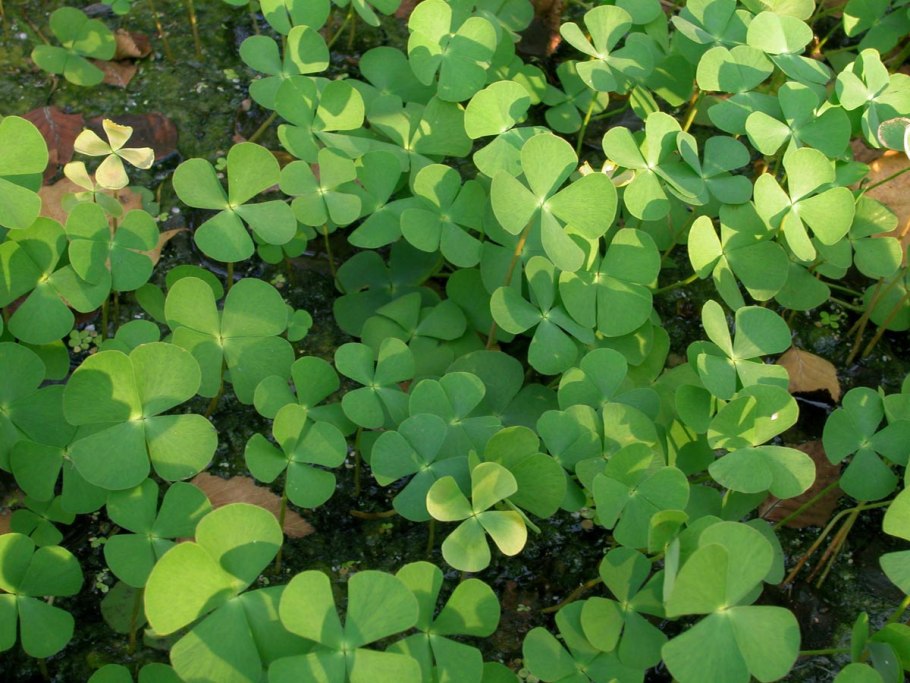 Марсилия квадрифолия