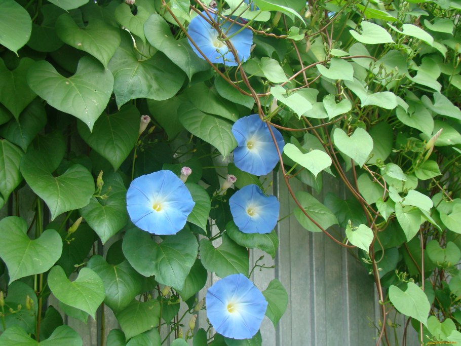 Вьюн трава сорняк