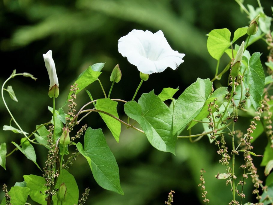 Вьюнок полевой Березка