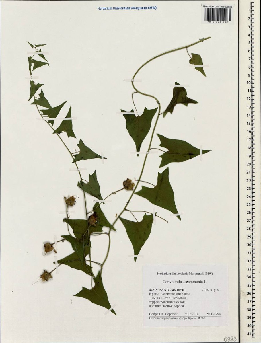 Convolvulus scammonia