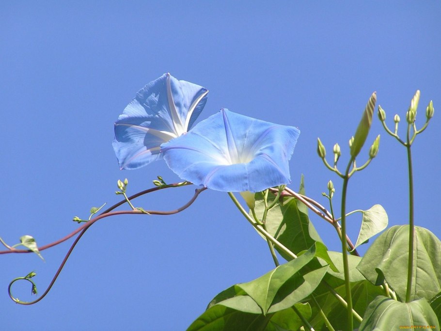 Ипомея Полевая