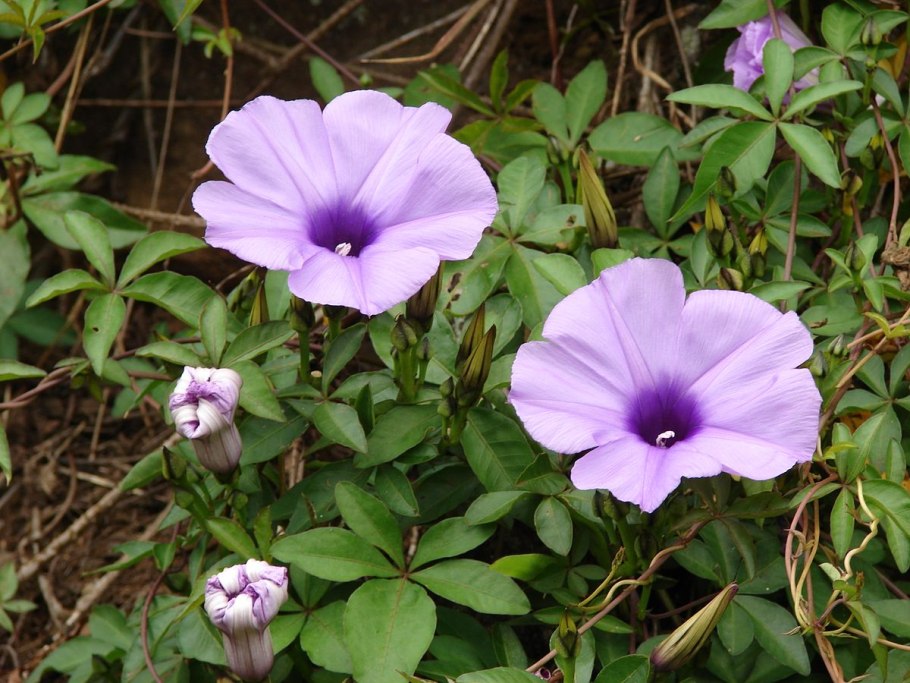 Вьюнок полевой (ипомея)