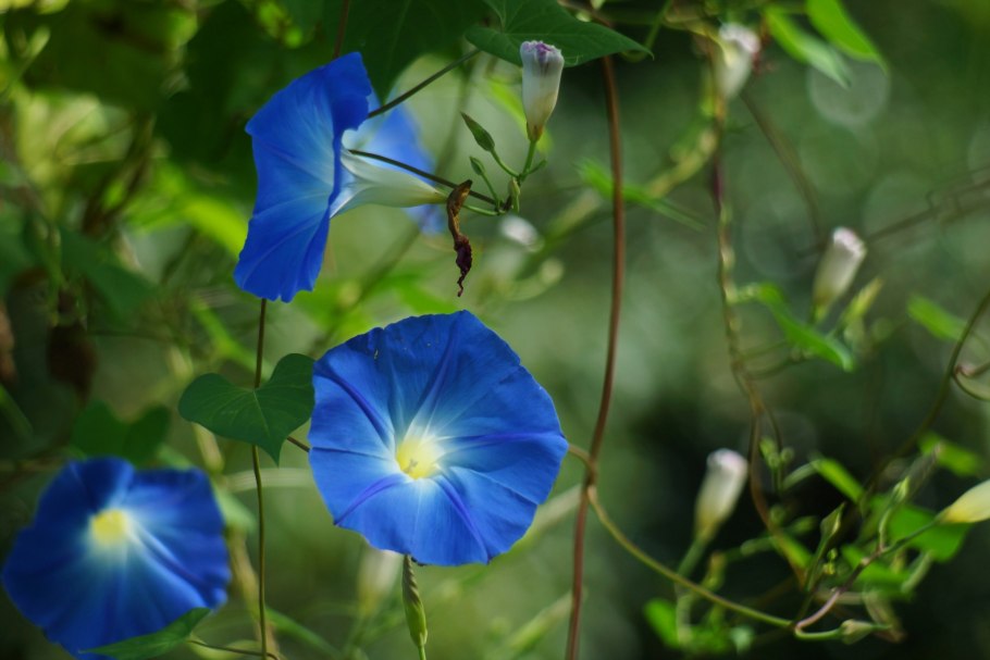 Вьюнок фото цветов крупным планом