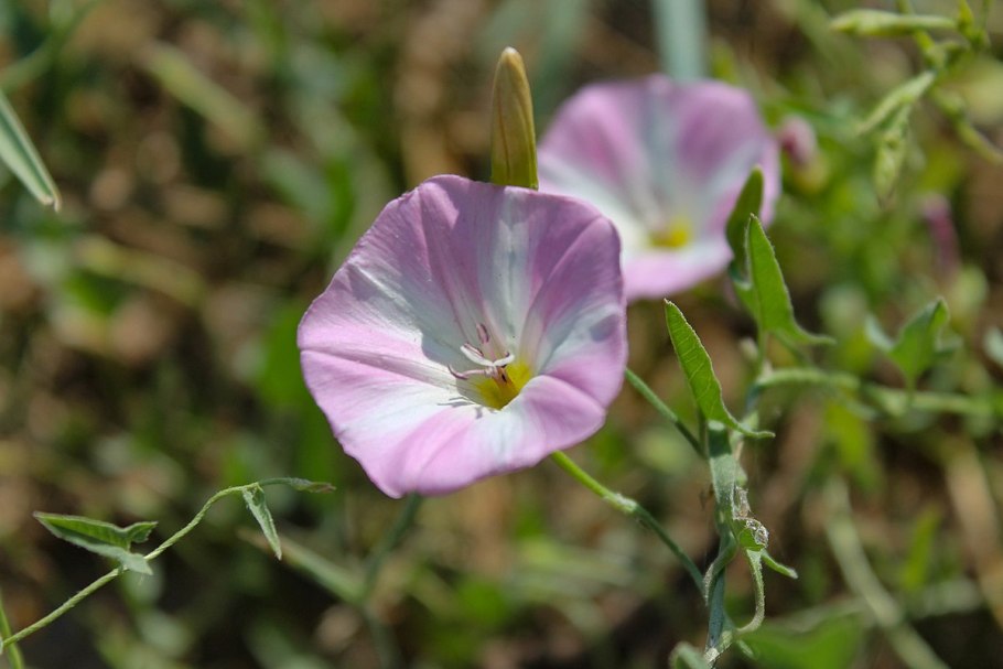 Вьюнок узколистный строение