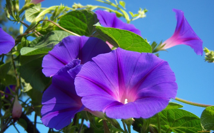 Вьюнок сабатийский