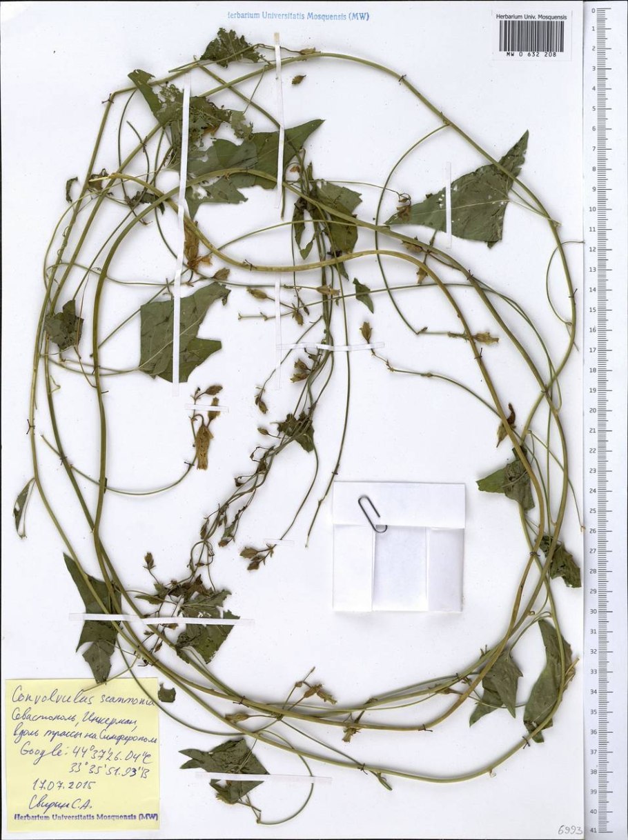 Вьюнок линейчатый