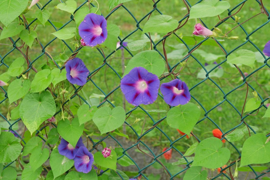 Ипомея вьющаяся