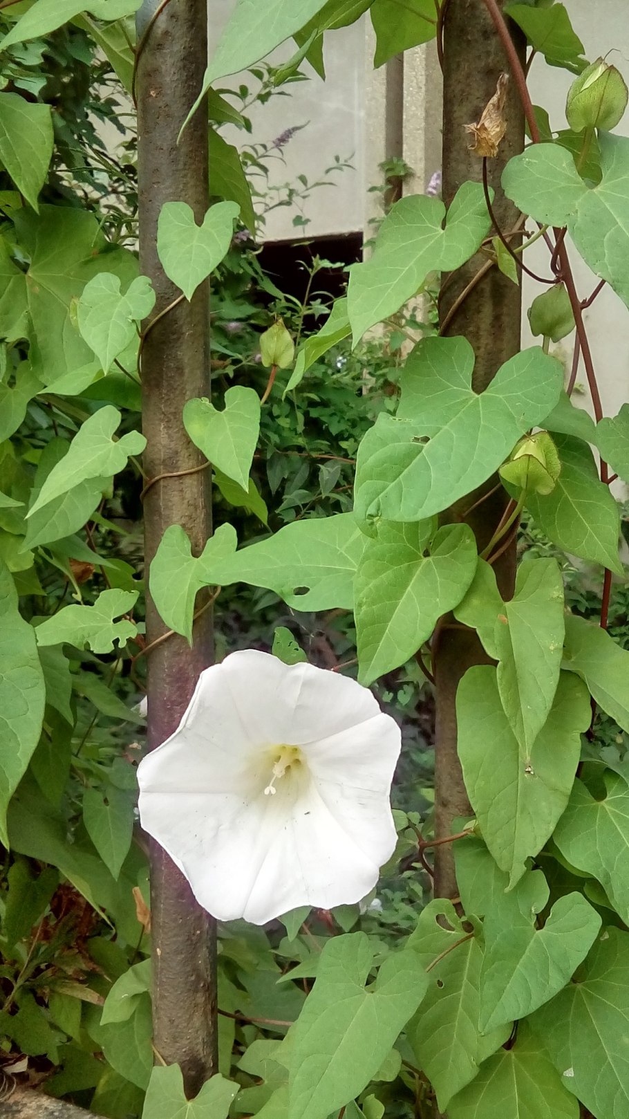 Convolvulus scammonia