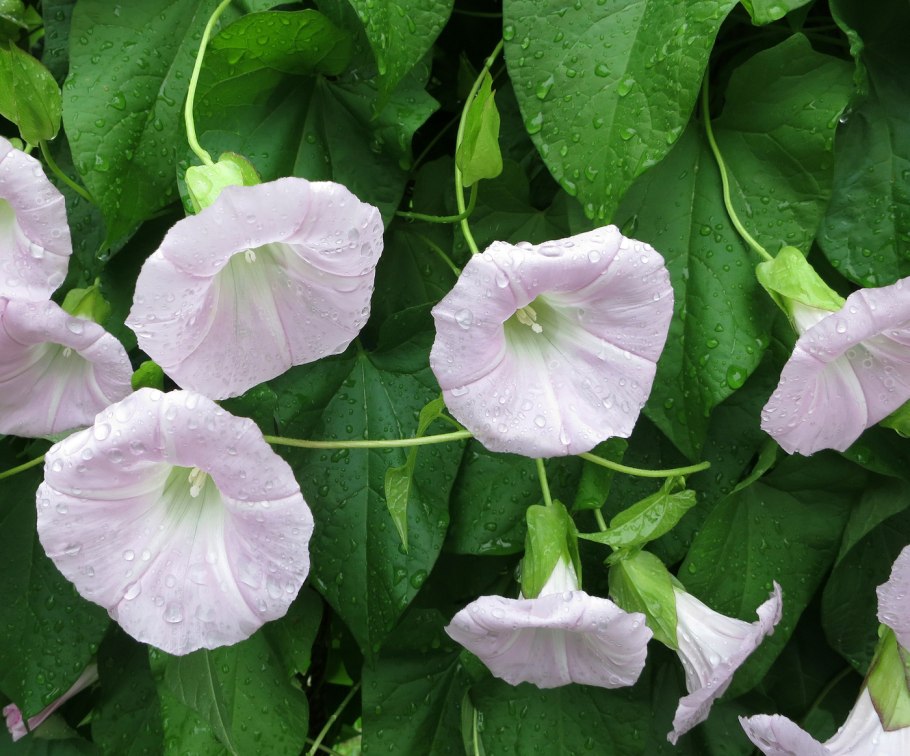 Вьюнок линейчатый