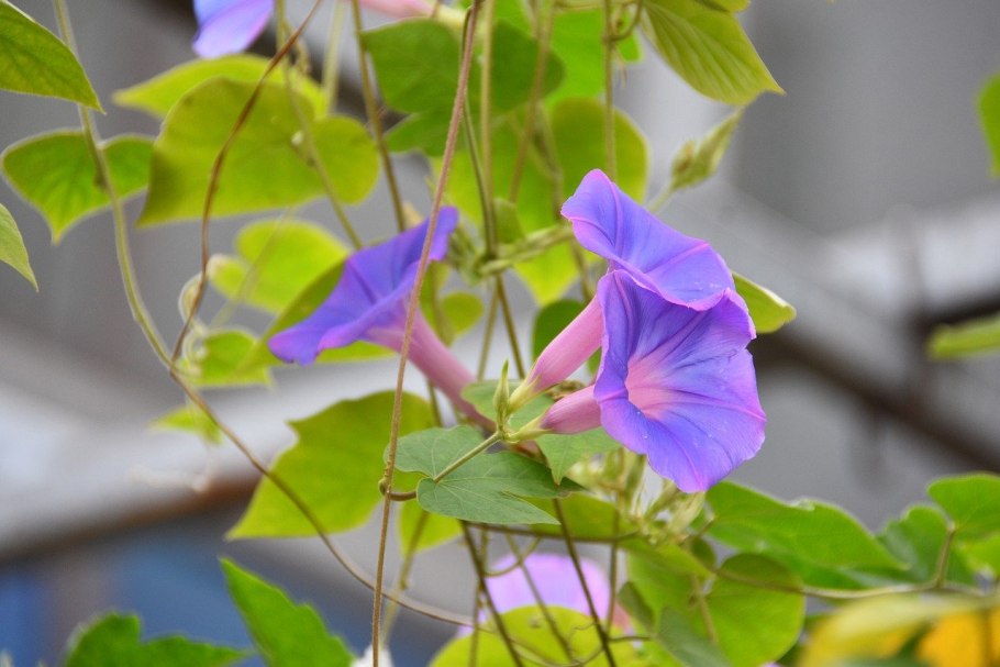 Вьюнок красное Знамя на клумбе