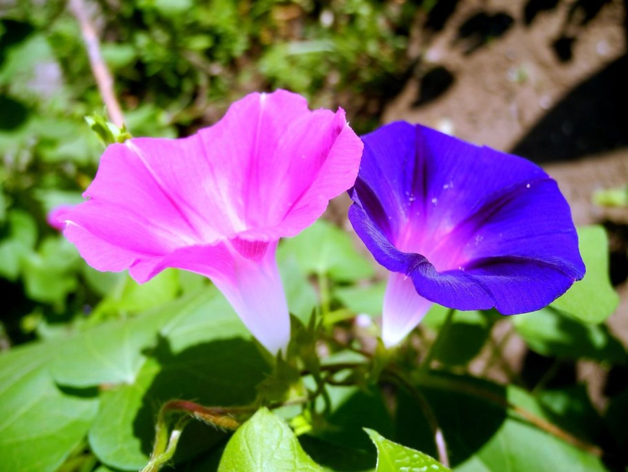 Ипомея Келли Рэй