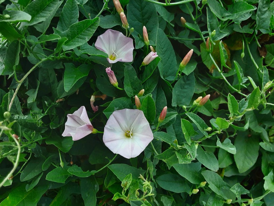 Ипомея Виолетта