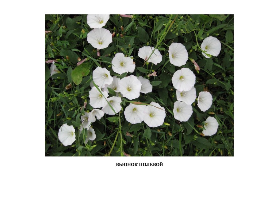 Вьюнок полевой корень
